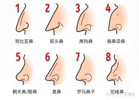 鼻子面相学|14种鼻型图解 最全鼻子看相解读命运